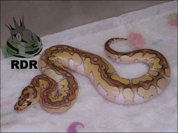 2010_clutch_59_5 RDR.jpg