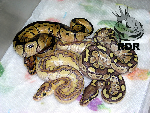 2010_clutch_59_6 RDR.jpg