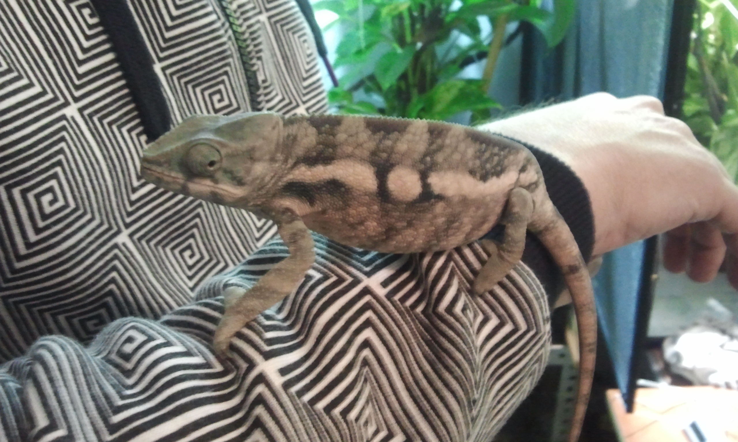 2012-12-11 fibi 01.jpg