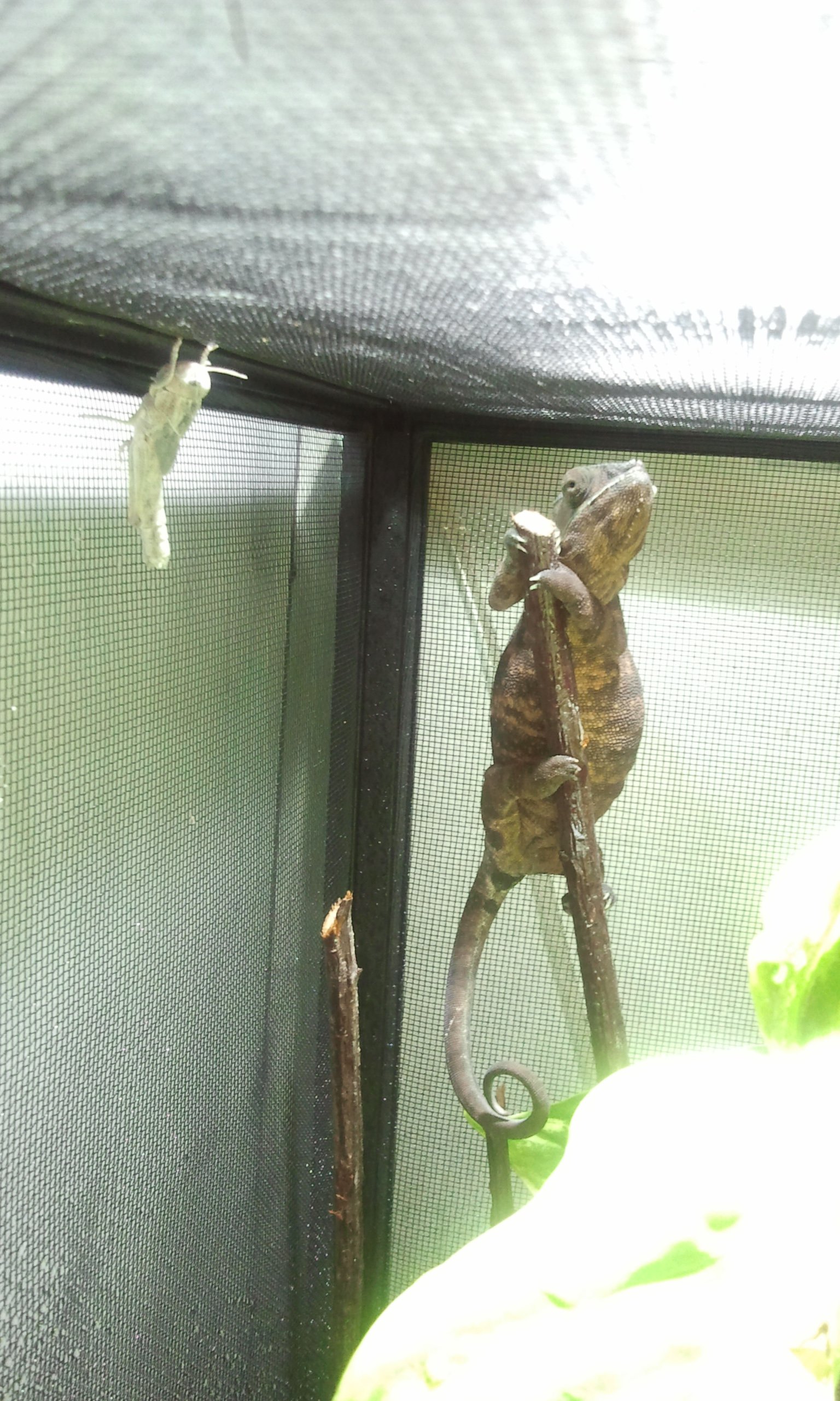 2013-01-17 fibi preÃ±a.jpg