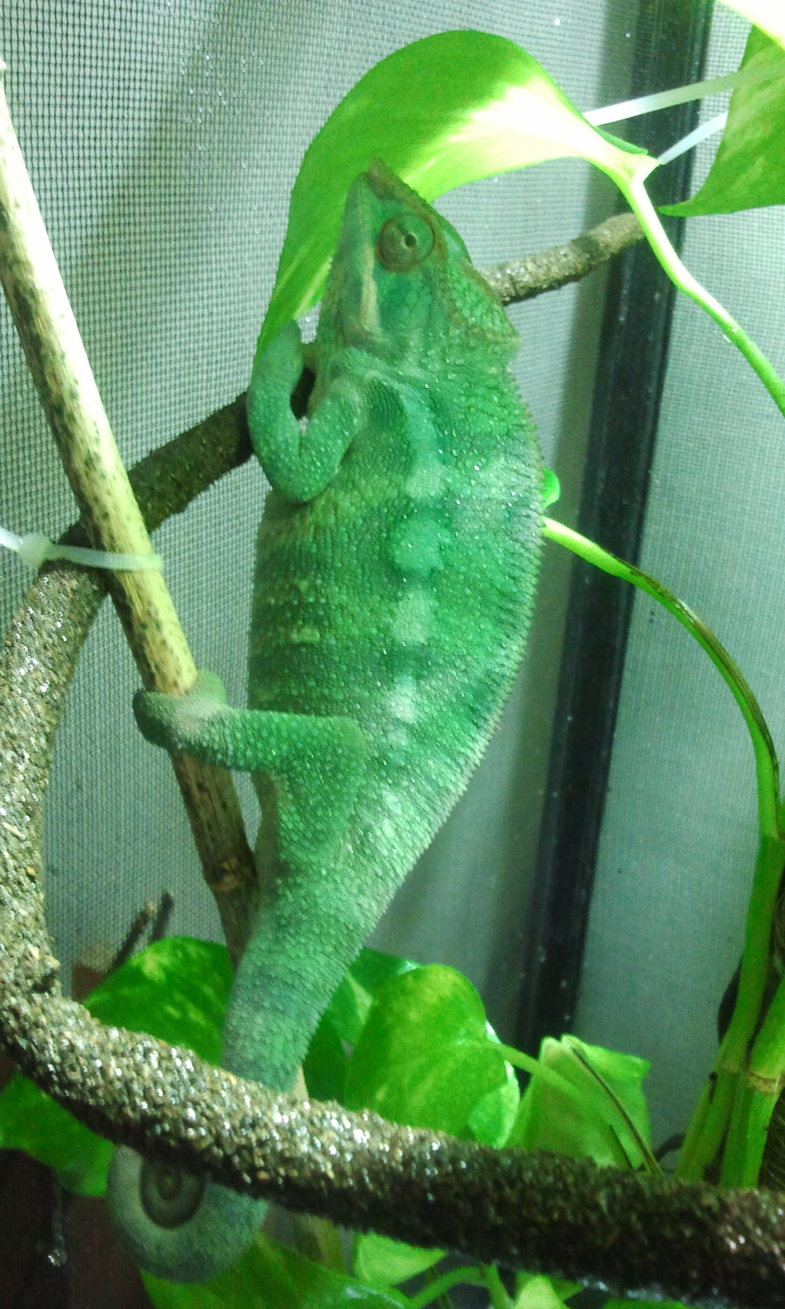 2013-02-13 yoda 01.jpg