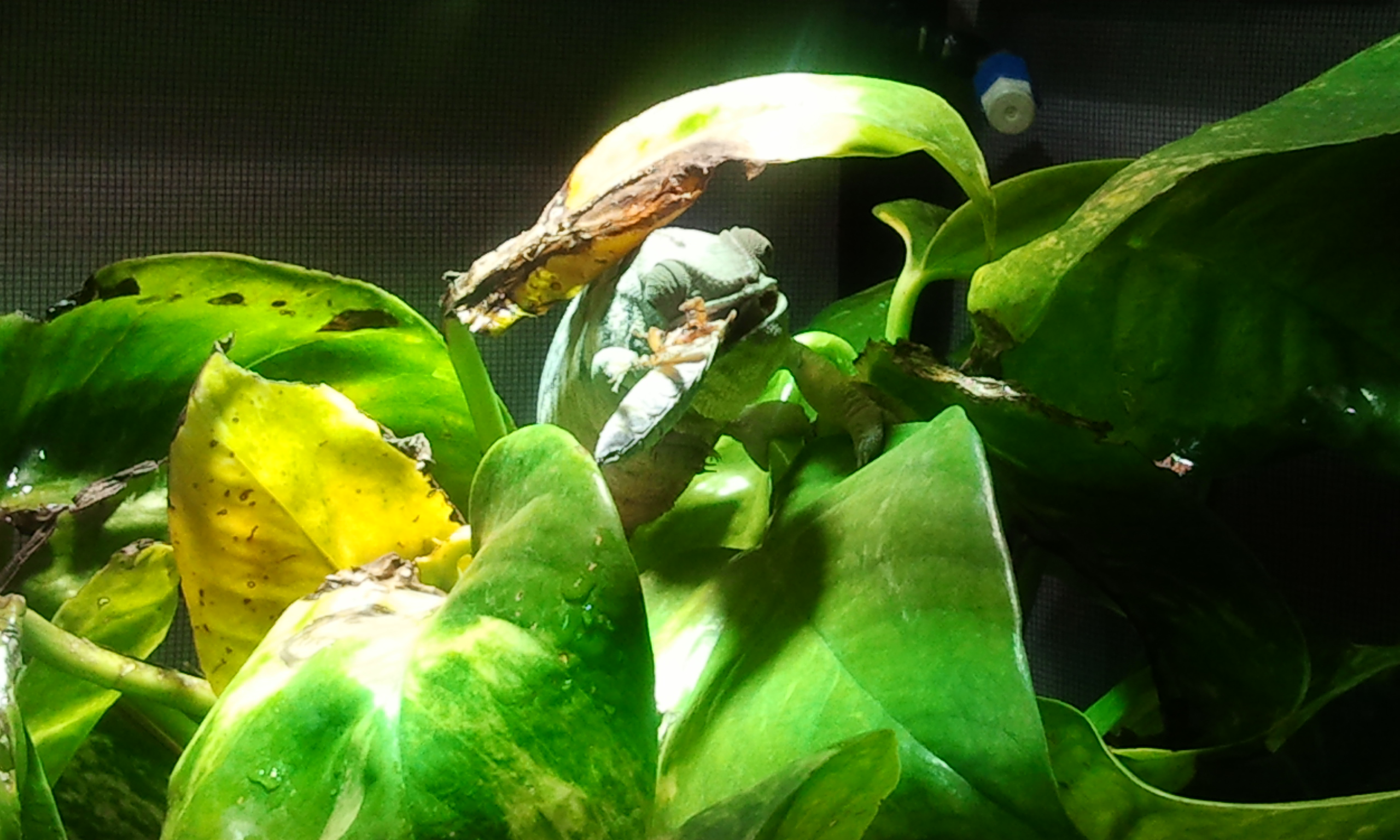 2013-02-22 fibi 03.jpg