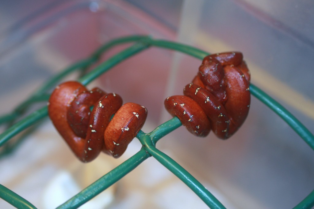 21 crias rojas [1024x768].JPG