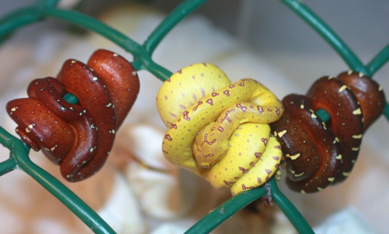 22 cria amarilla y rojas.jpg