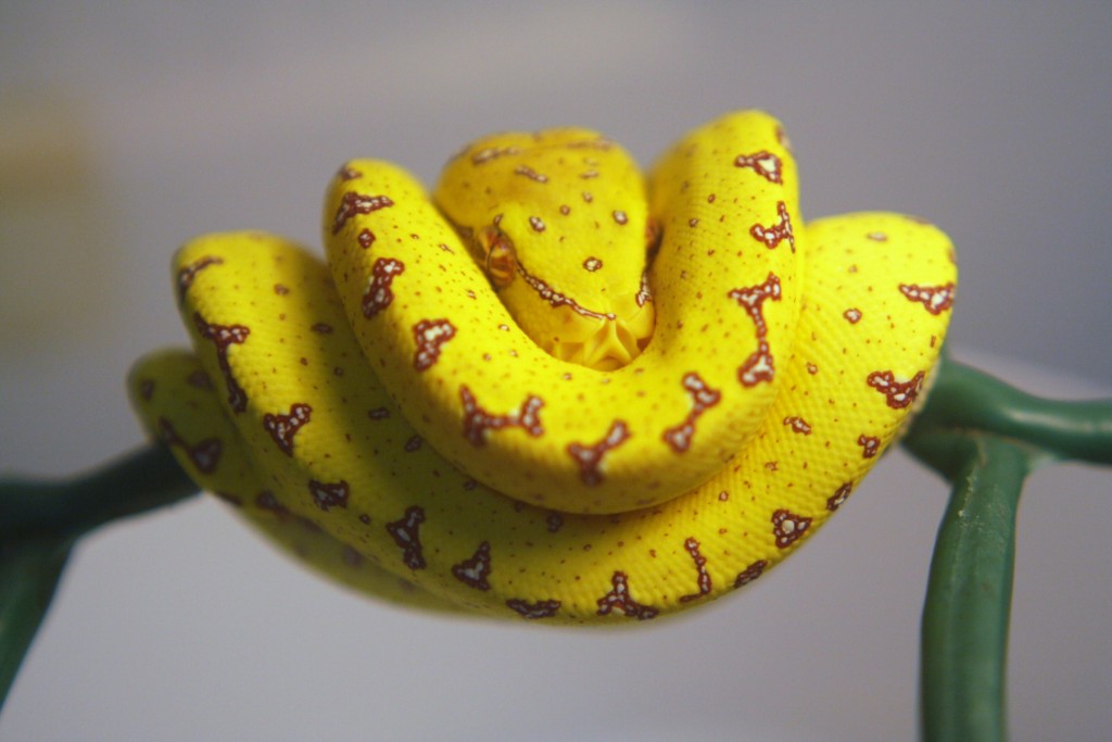 26 cria amarilla [1024x768].JPG