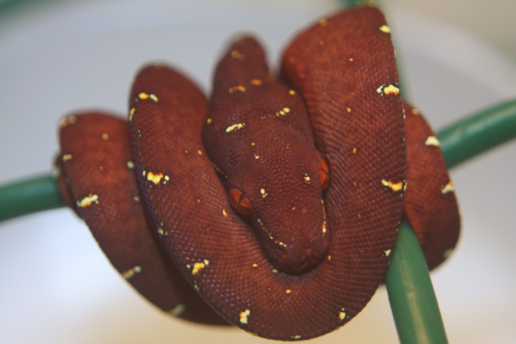 27 cria roja  [1024x768].JPG