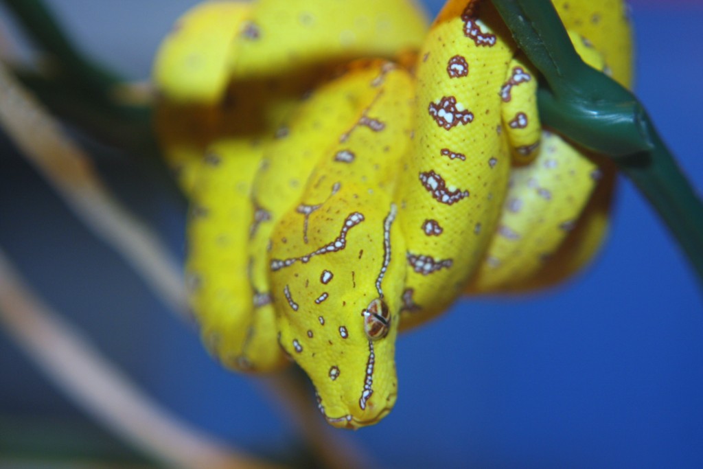 28 cria amarilla [1024x768].JPG