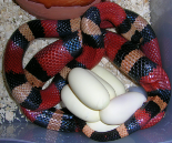 29.04.08 LTC02F Puesta10red.jpg