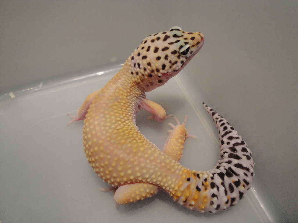 2creamsickle (MS,SH)Het Bell, H