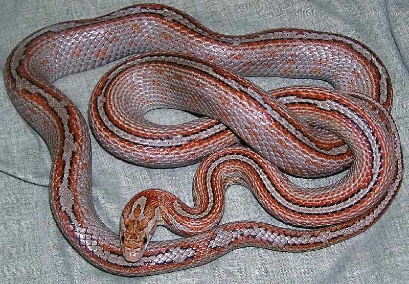 3 miami motley striped