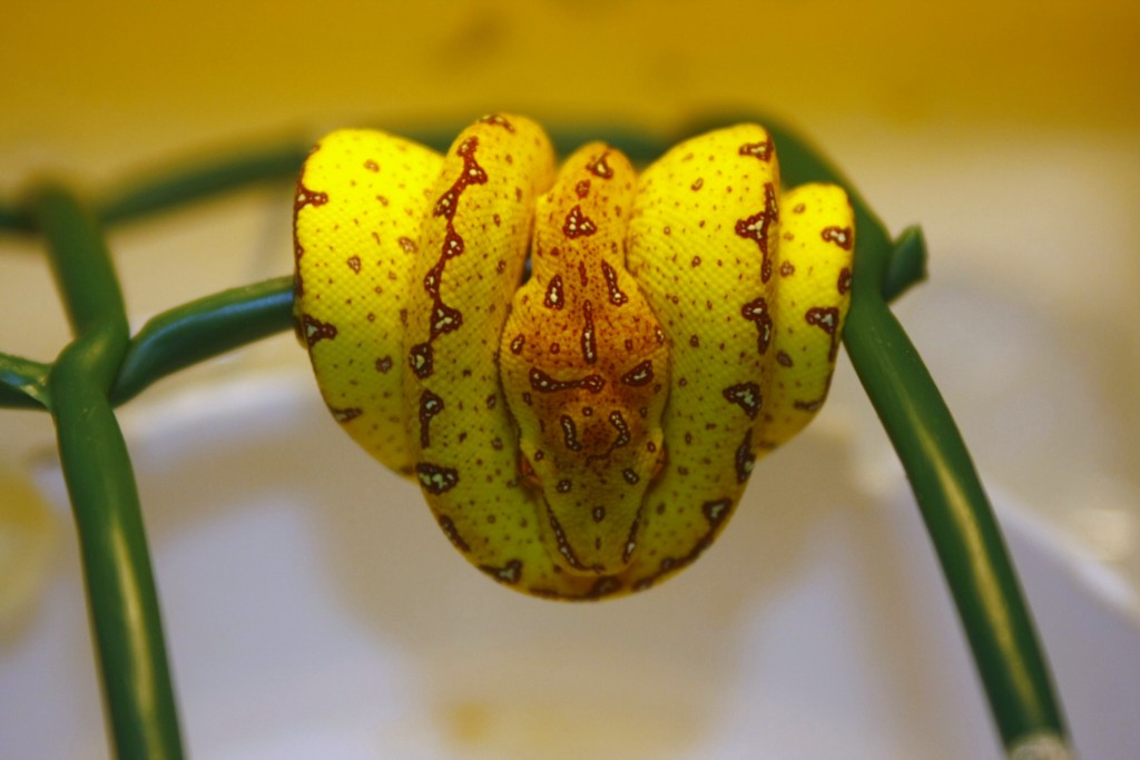 30 cria amarilla [1024x768].JPG