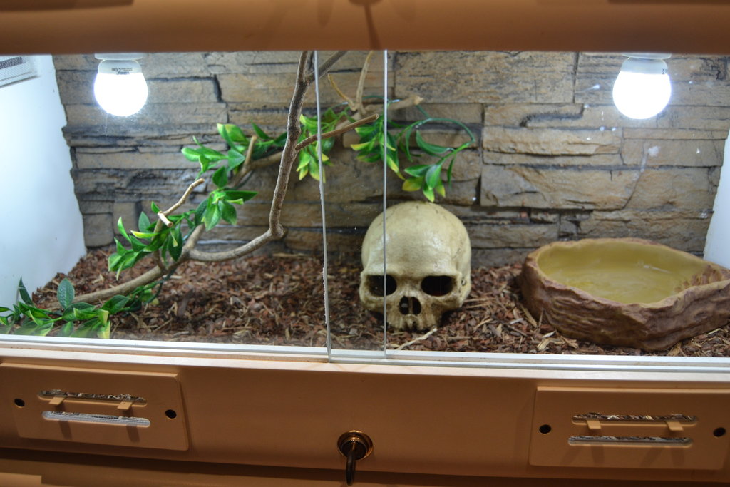 30 Terrario serpiente