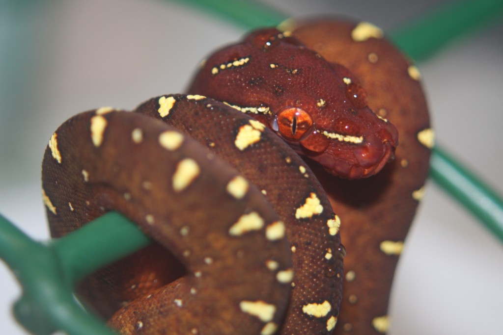 31 cria marron [1024x768].JPG