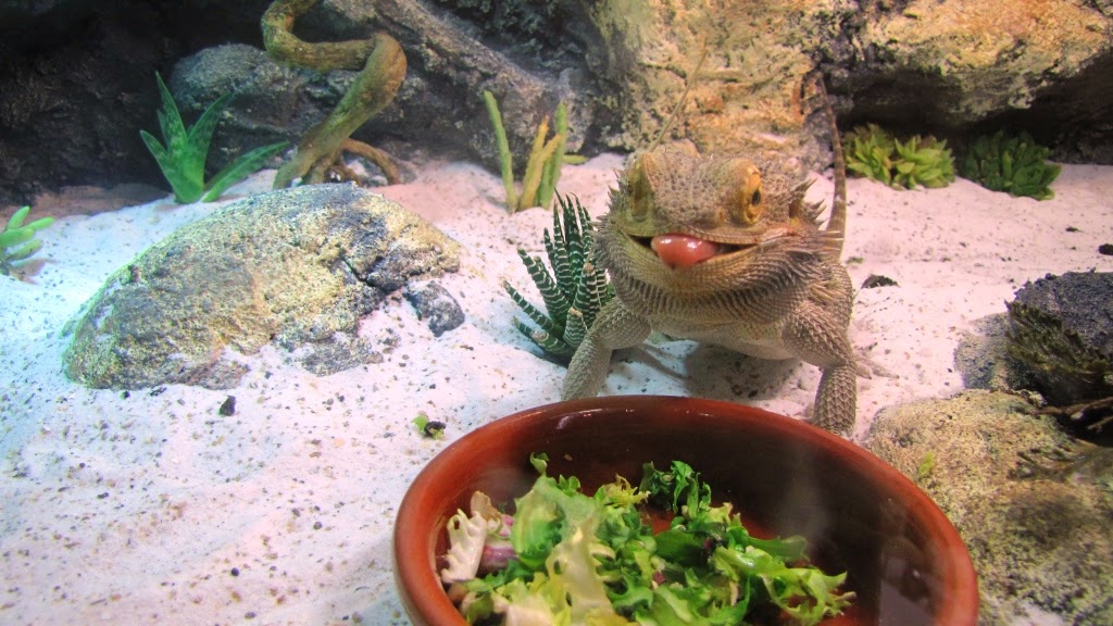 33 - nuevo sustrato 3.jpg