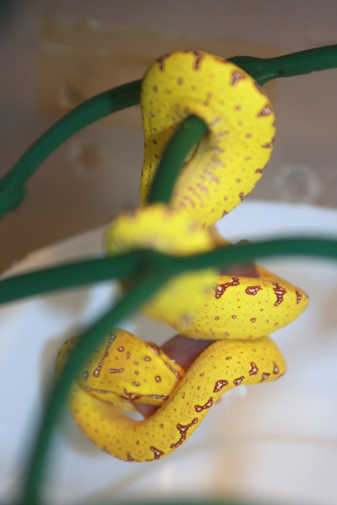 33 primera comida [1024x768].JPG