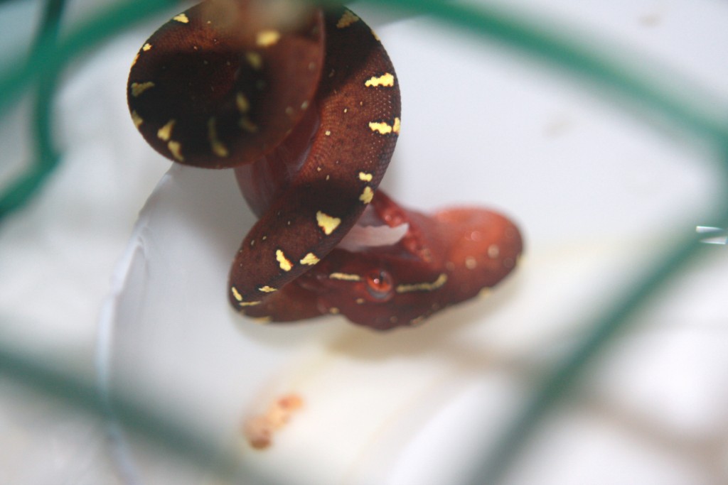 34 primera comida f2 [1024x768].JPG