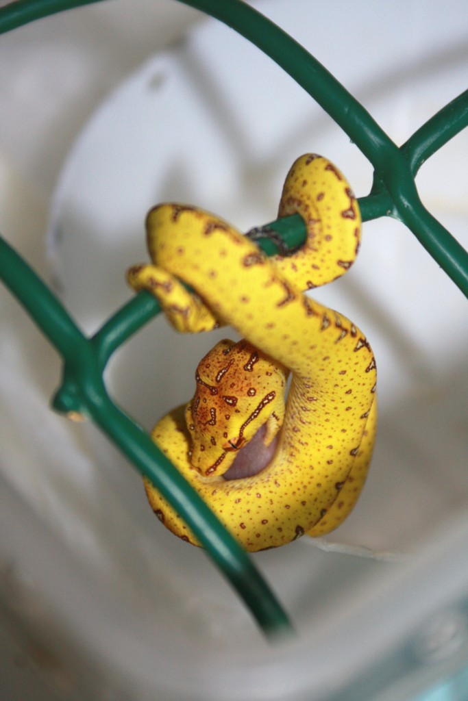 35 primera comida f3 [1024x768].JPG