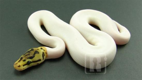 36006046spider piedball jpg