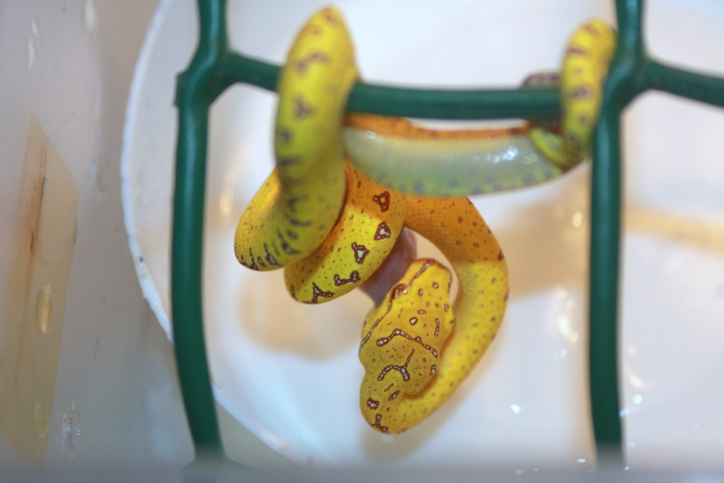 37 primera comida f5 [1024x768].JPG