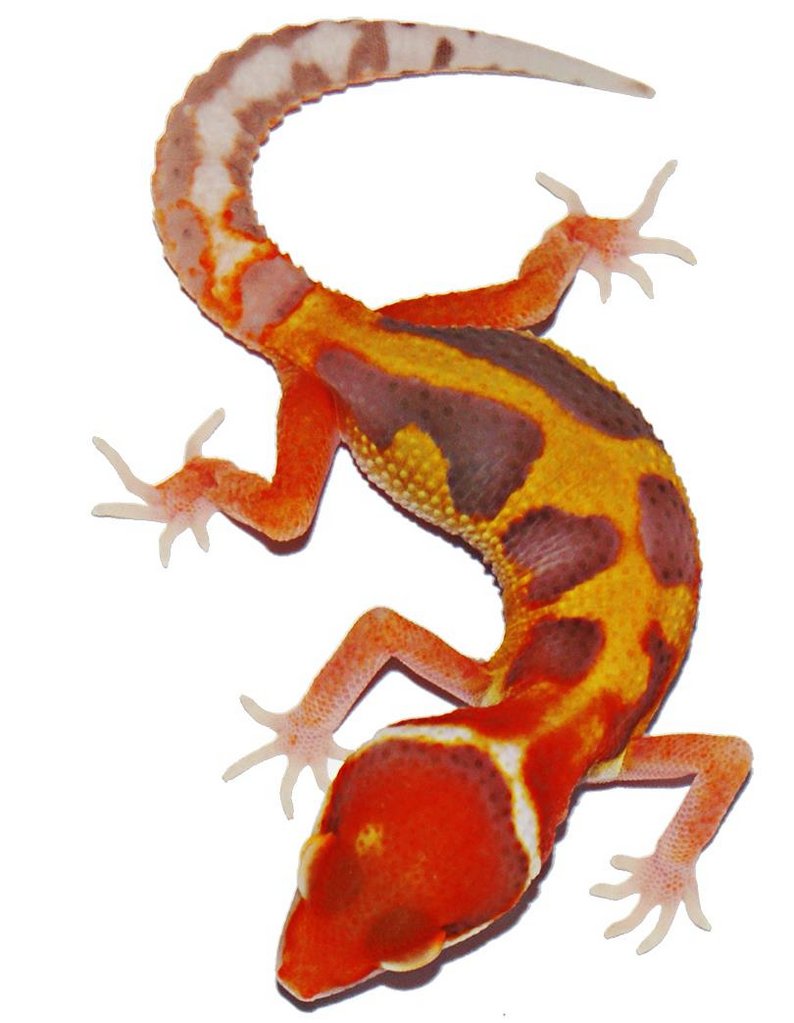 470386 372845332780771 920486778 o