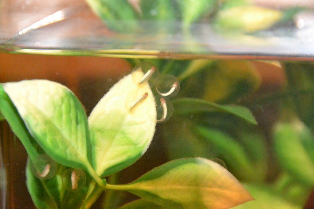 493 Ya van cogiendo forma y s mueven un poquet