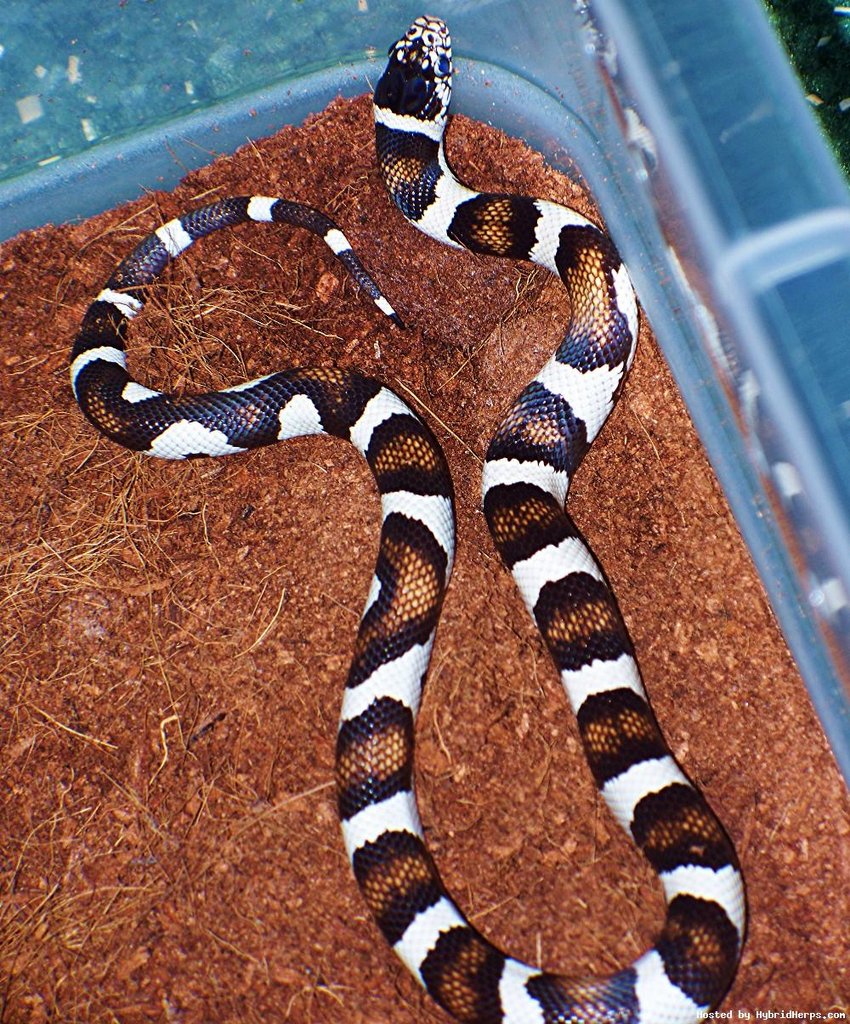 50 50 cali kingXalterna