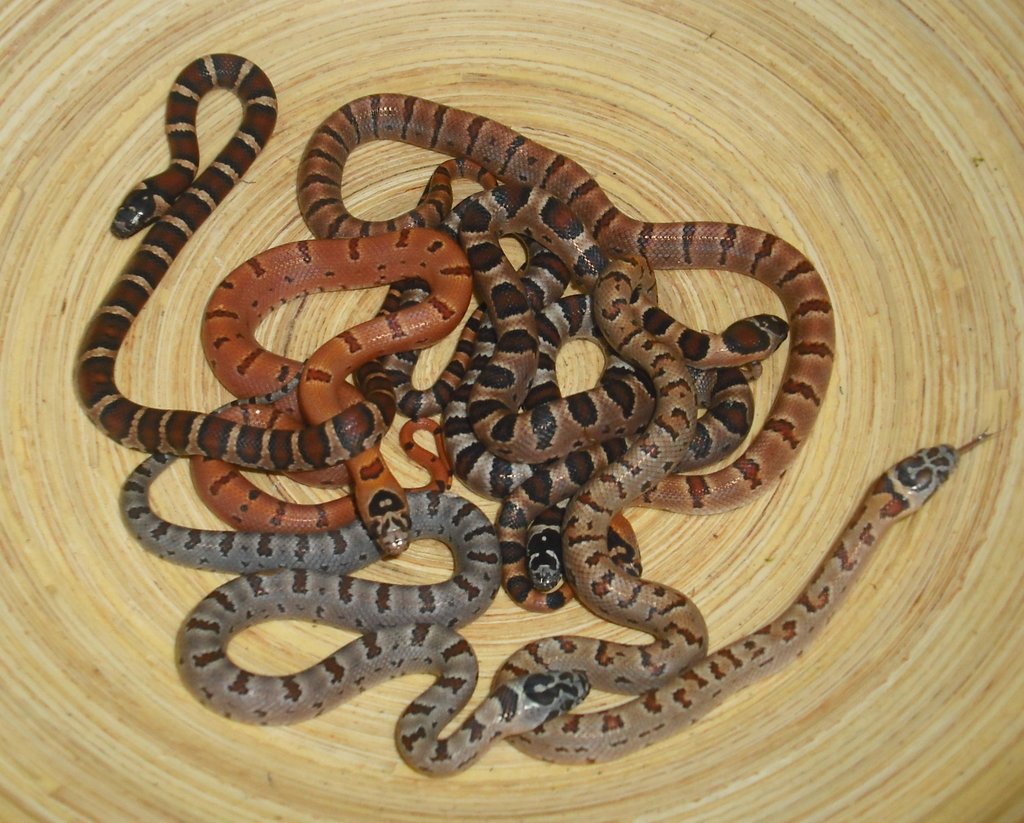 50 thayeri 25 ruthveni 25 corn