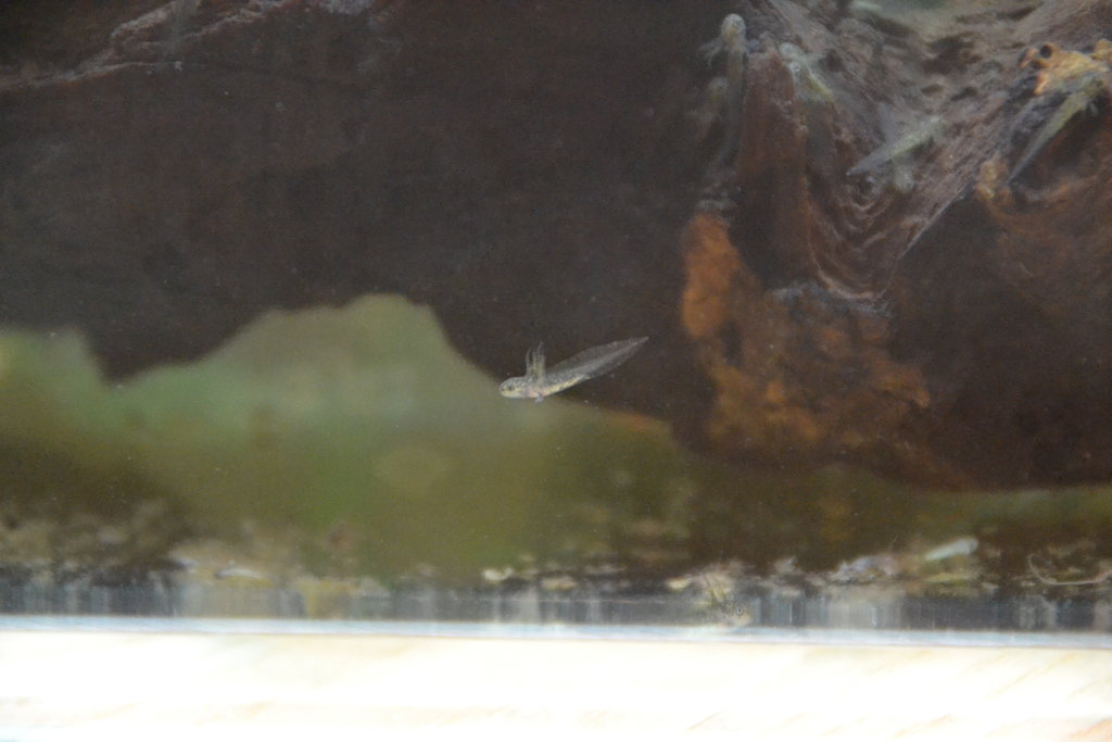 517 Pillado precioso