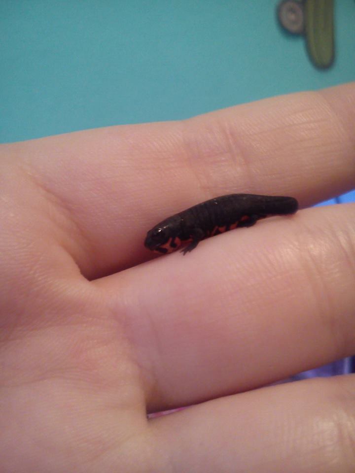 541852 10201572528466839 1704109841 n