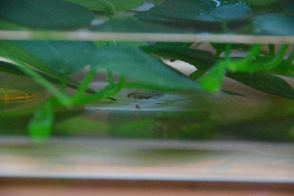 555 Tritoncitos peques