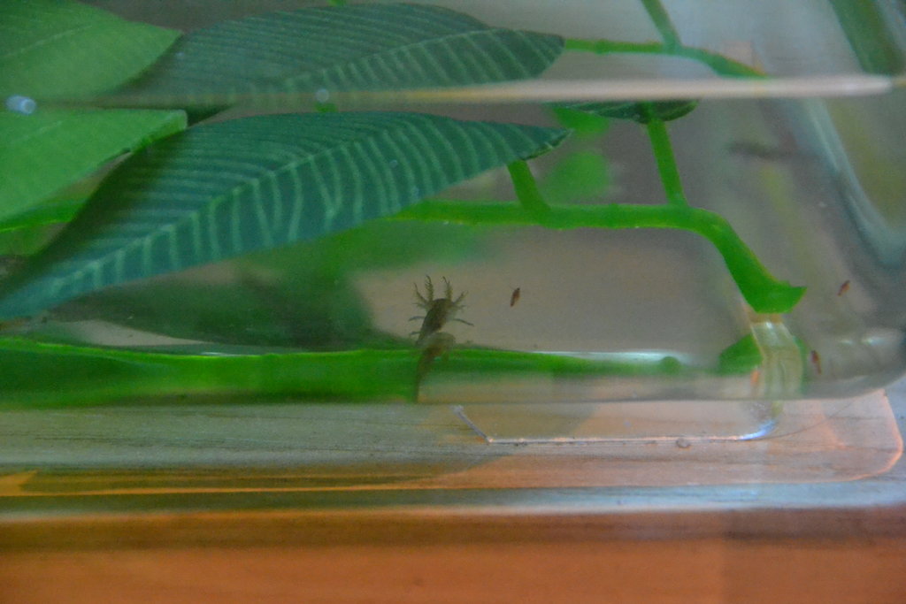 557 Saliendo ya las patas traseras