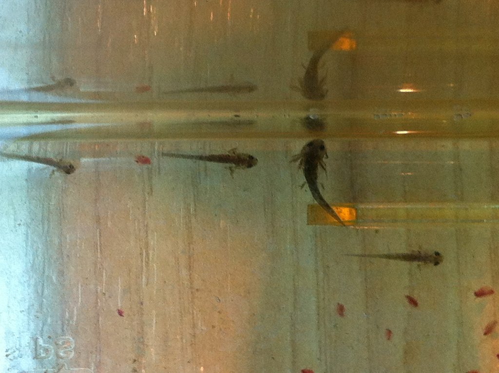 562 Uno muy grandote