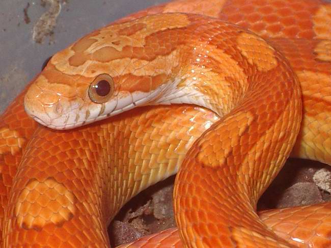 6-Guttatus hypo motley (5-07-2007).jpg