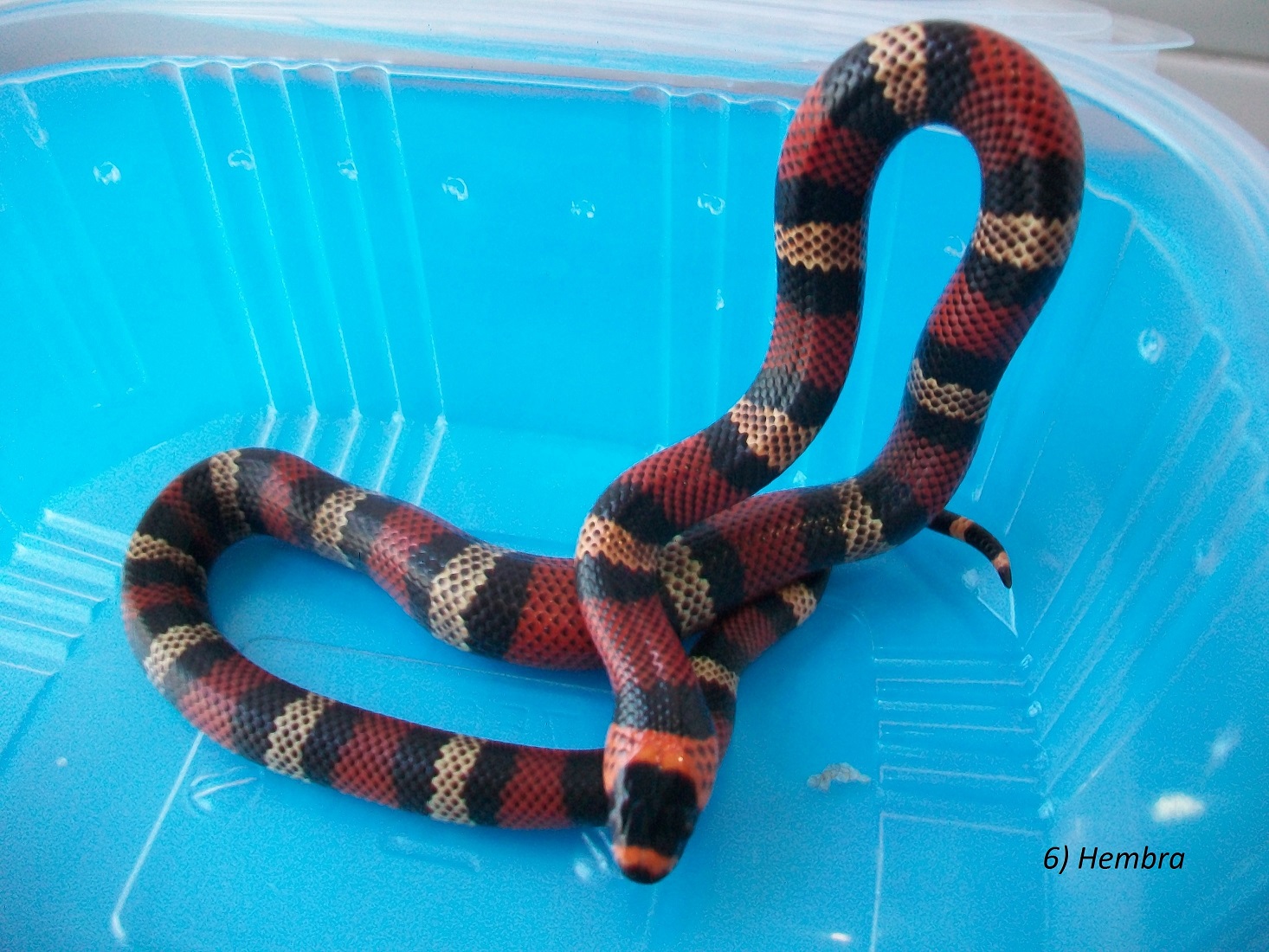 6 Hembra.JPG