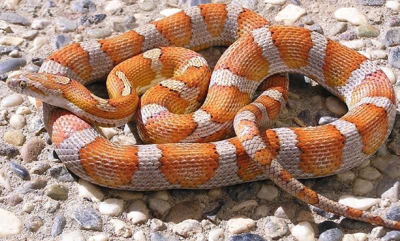 6 milksnake