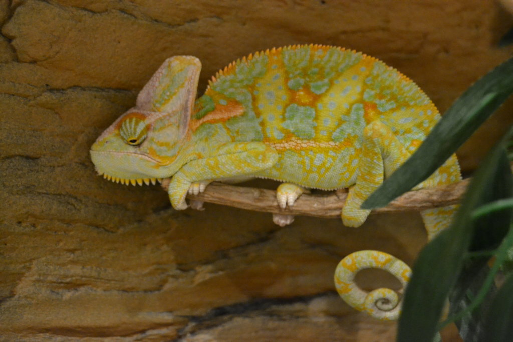 61 Durmiendo color precioso