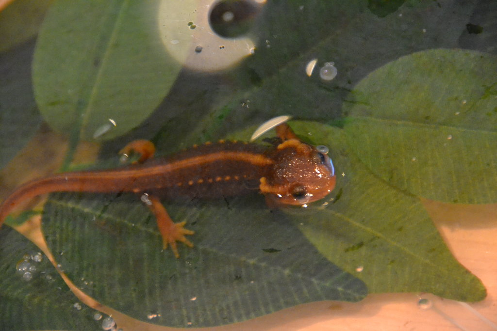 653 Empezando fas terrestre