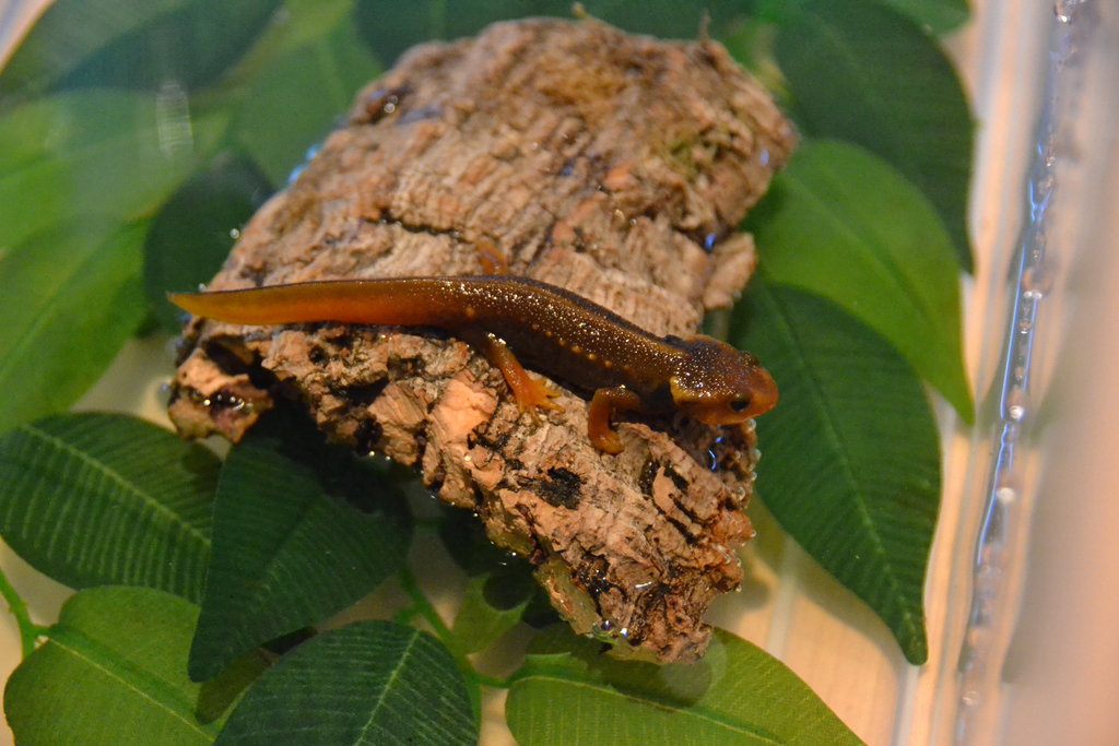 659 Pasando a fase terrestre