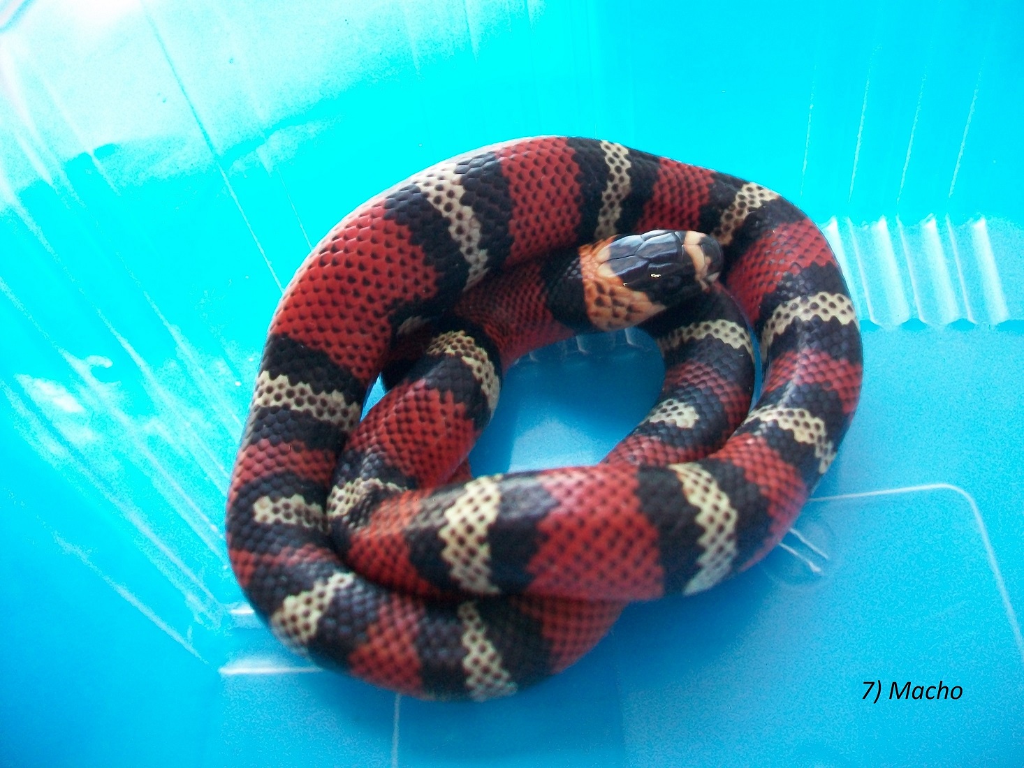 7- Macho.JPG