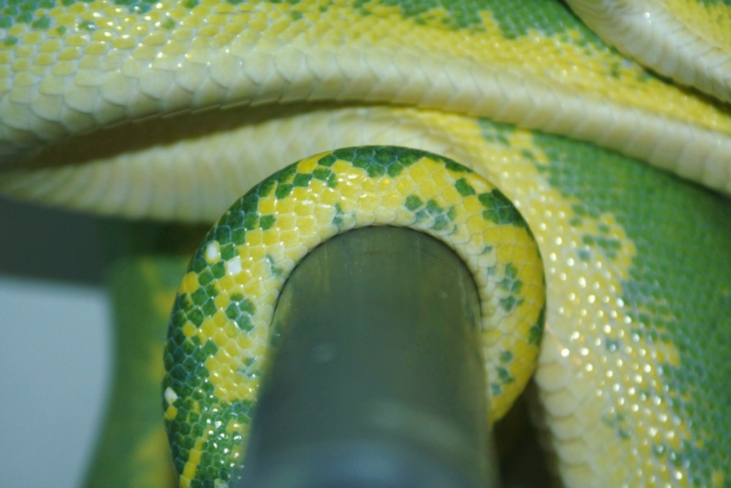 8 detalle coloracion hembra [1024x768].JPG