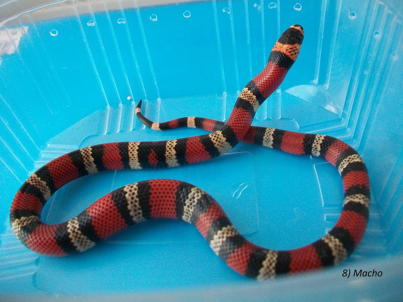 8- Macho.JPG