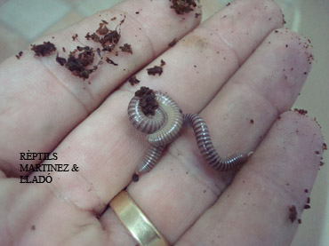 82juvhamatus copia.jpg