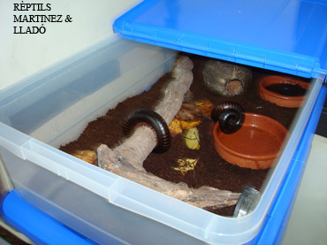 84instgigas copia.jpg