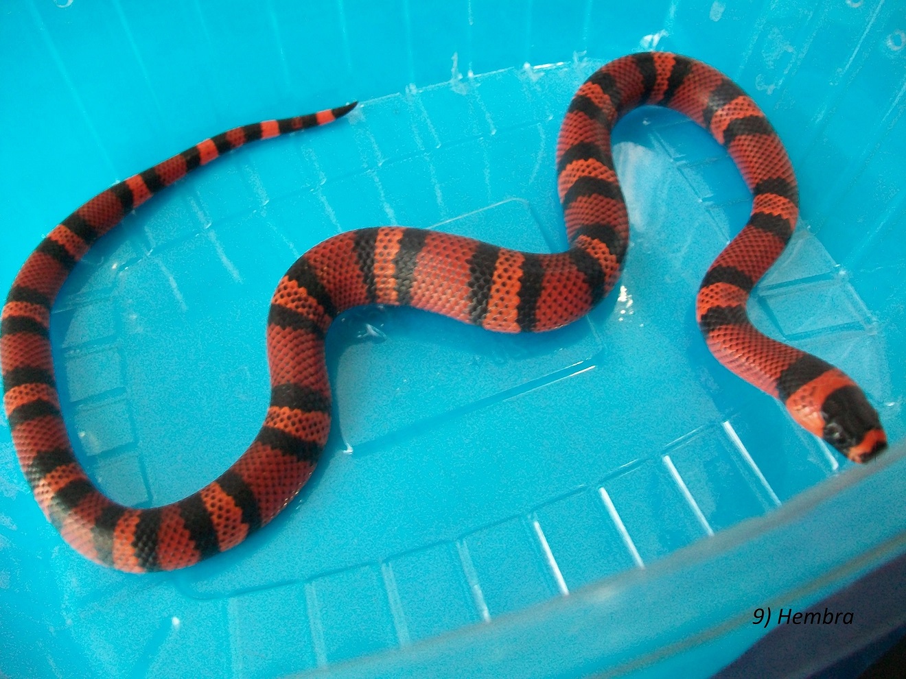 9- Hembra.JPG