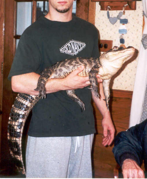 985aligator-med.jpg