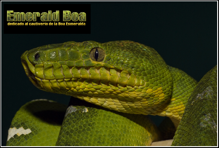 _DSC4305 Corallus Caninus .jpg