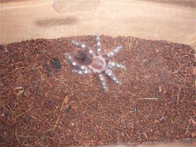 A.Geniculata.JPG