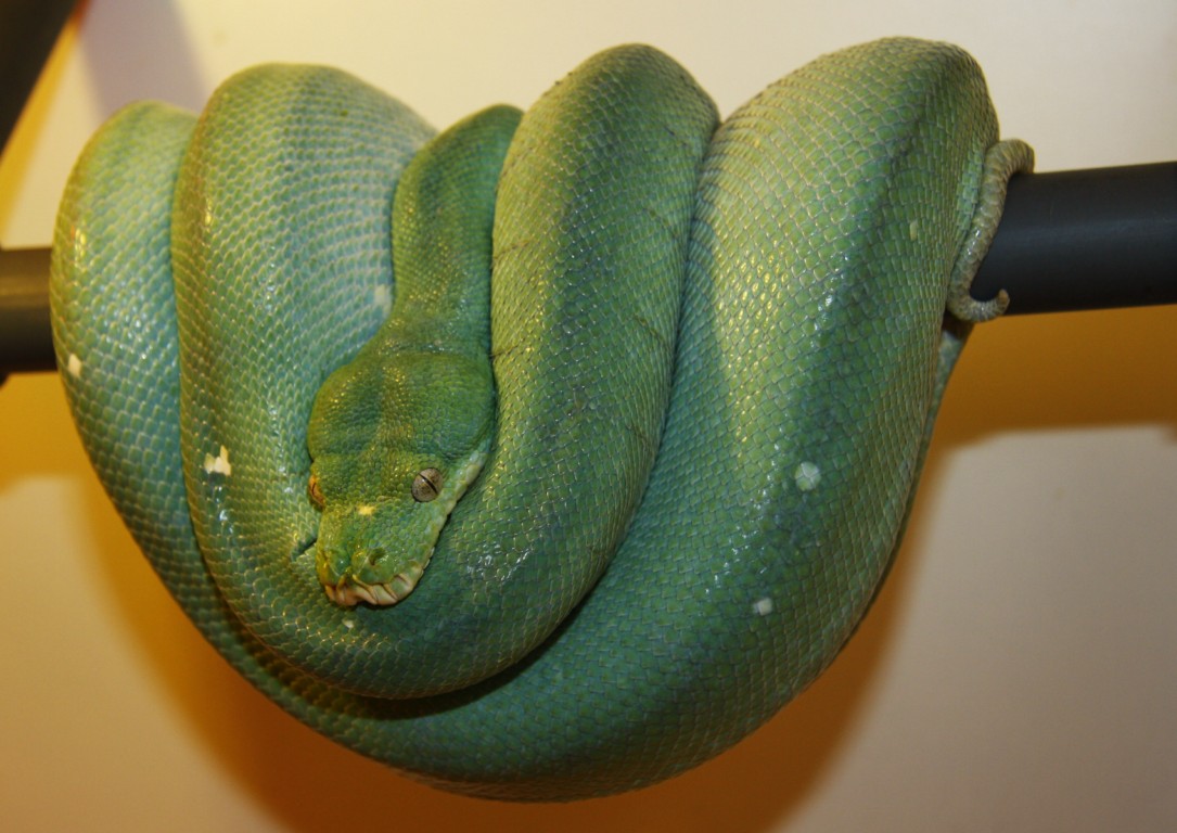 aaa hembra Aru [1280x768].JPG