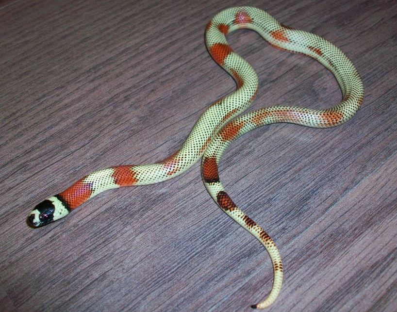 aberrante hi-white stripped.jpg