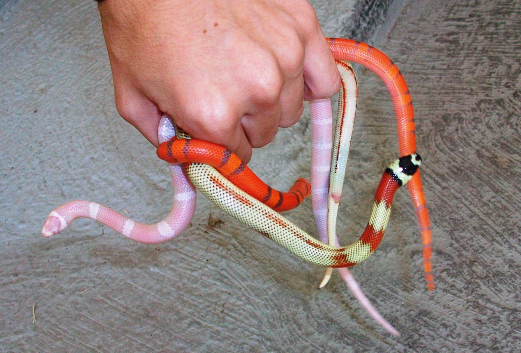 aberrante, snow & extreme 2.JPG